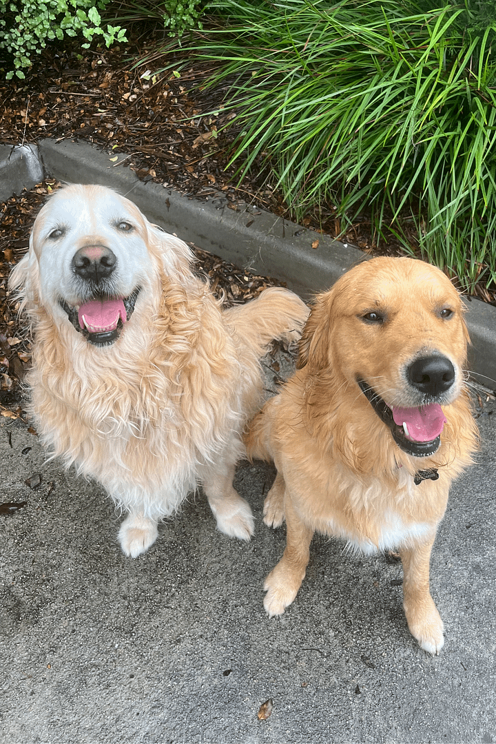ALfie & DOUG